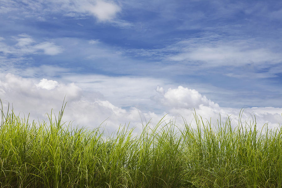 Grass And Sky With Clouds Photograph by Skip Nall
