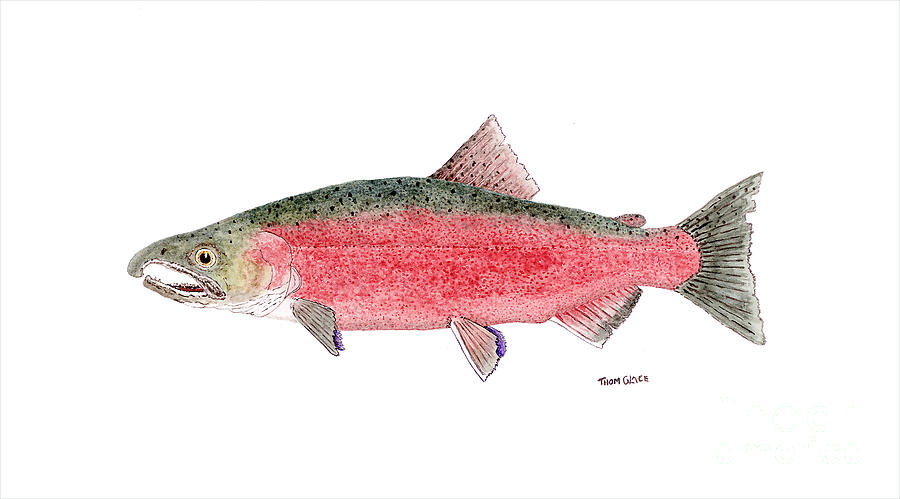 Coho or Silver Salmon in Spawning Colors Painting by Thom Glace