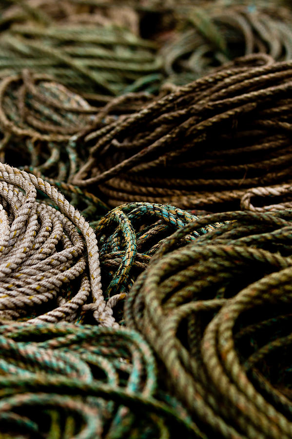 Coiled Photograph by Justin Albrecht