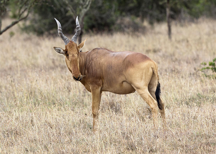 Coke's Hartebeest Photograph by Robert Selin - Fine Art America