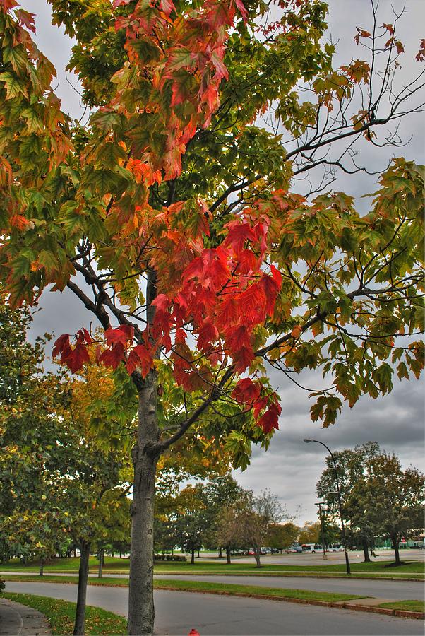 Cold Autumn Breeze  Photograph by Michael Frank Jr