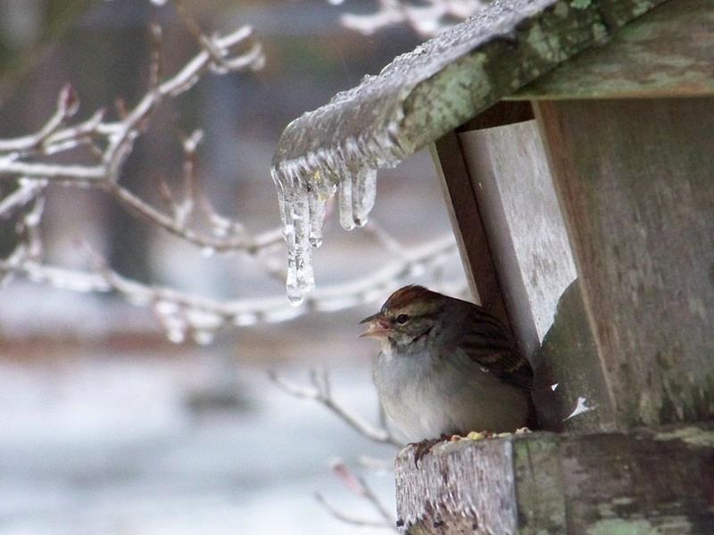 Cold Bird Photograph by Katie OKeefe - Fine Art America