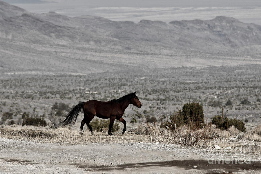 Horse Photograph - Cold Creek Mustang by Lori Bristow Horse Photograph - Cold Creek Mustang by Lori Bristow