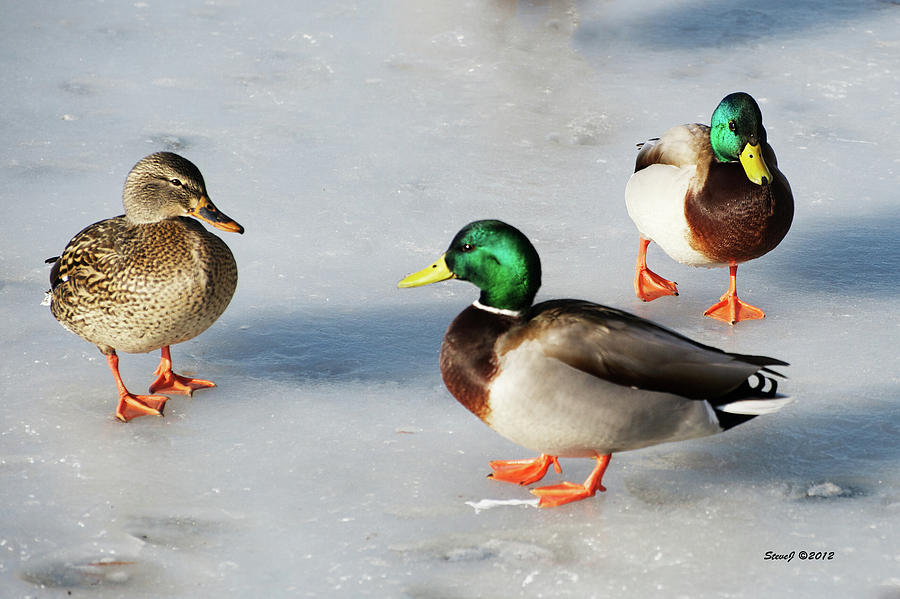 Cold Ducks Photograph by Stephen Johnson