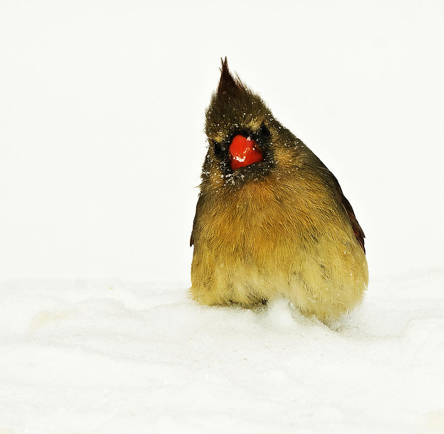 Cold Female Cardinal Photograph by Trudy Wilkerson