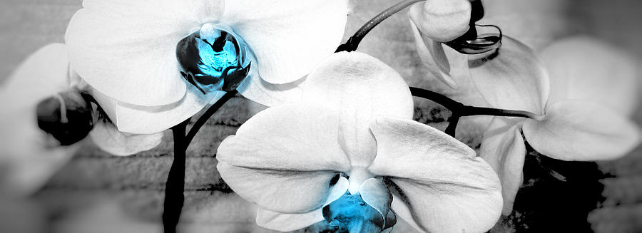 Flowers Still Life Photograph - Cold Fire by Photography Art