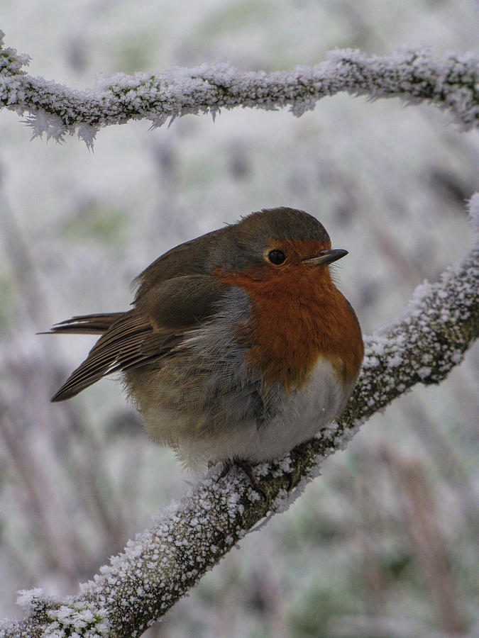 Cold Robin Photograph by David Gleeson