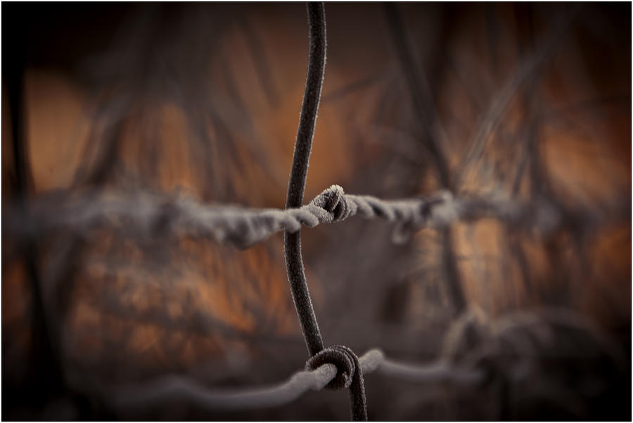 Cold Rusty Wire Photograph by Ron Roberts
