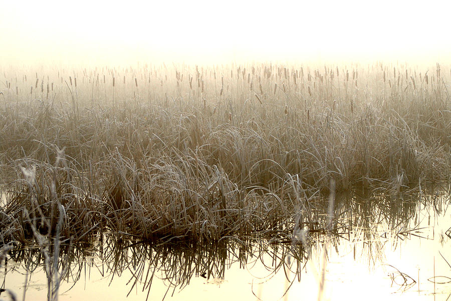 Cold Wetlands Photograph by Bob Schlake - Fine Art America