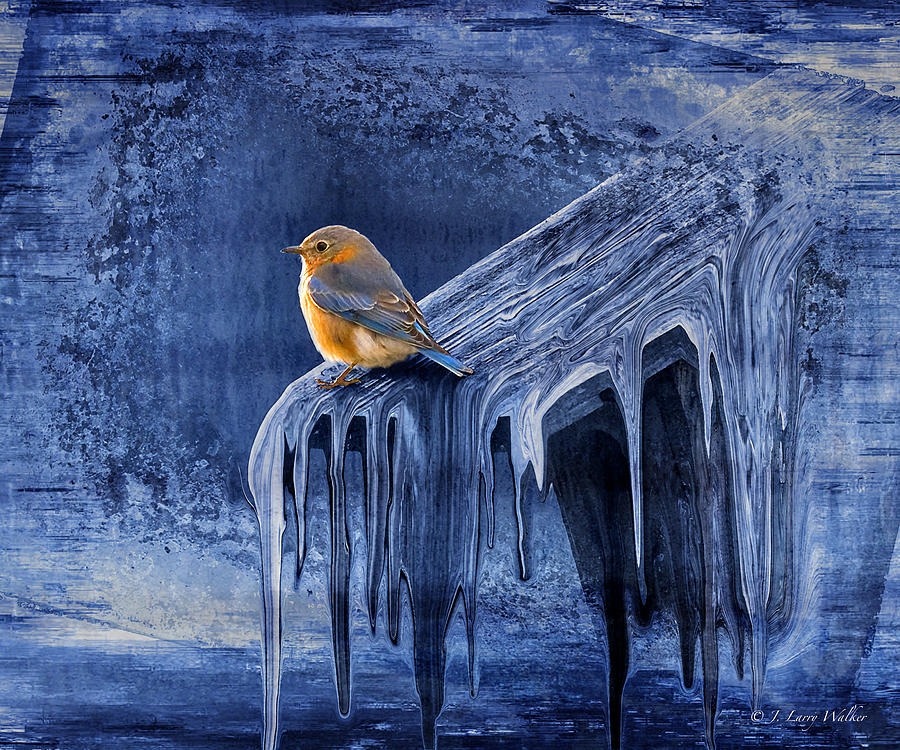 Wildlife Digital Art - Cold Winter Morning - Blue Bird by J Larry Walker