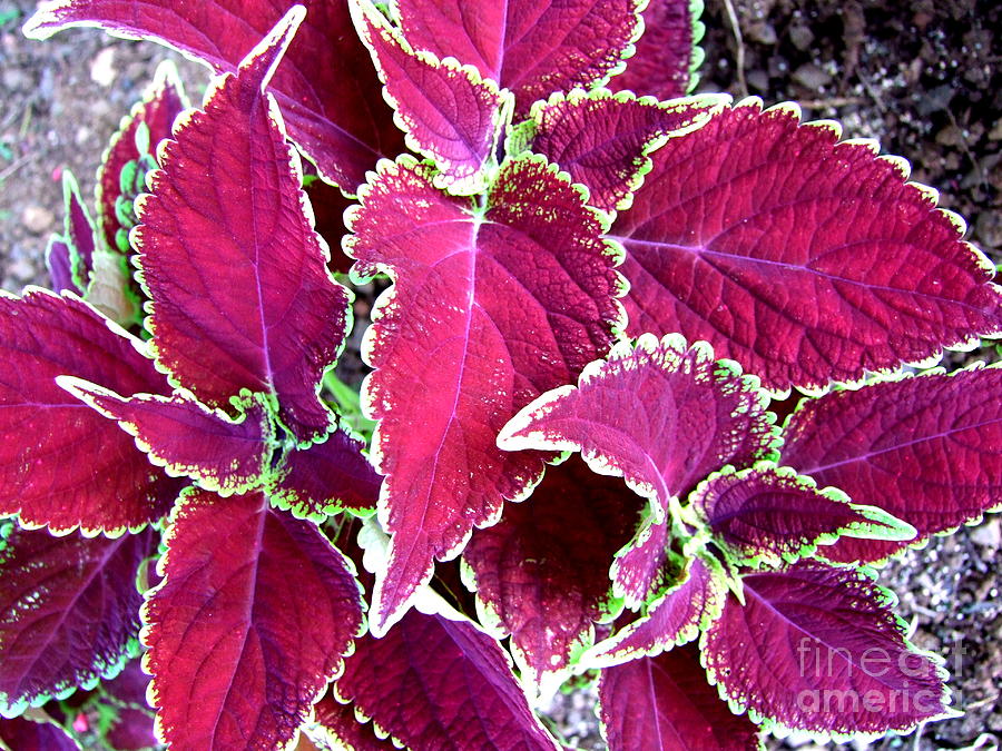 Coleus Photograph by Mary Deal