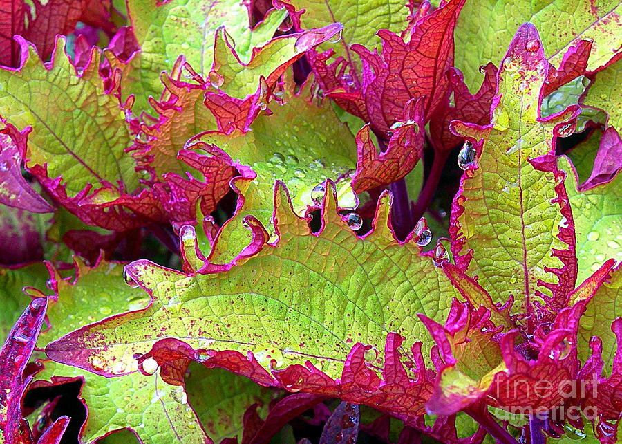 Coleus with Raindrops Photograph by Judi Bagwell