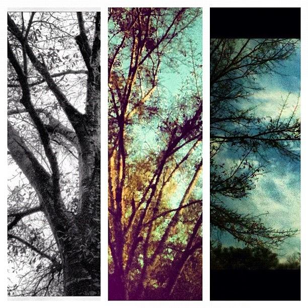 Tree Photograph - #collage Of A Few Of My Recent #photos by Seth Stringer