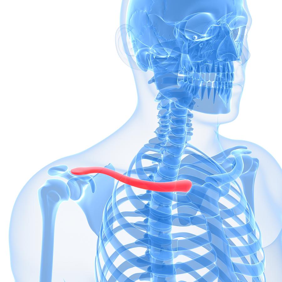 Collar Bone, Artwork Digital Art by Sciepro Fine Art America