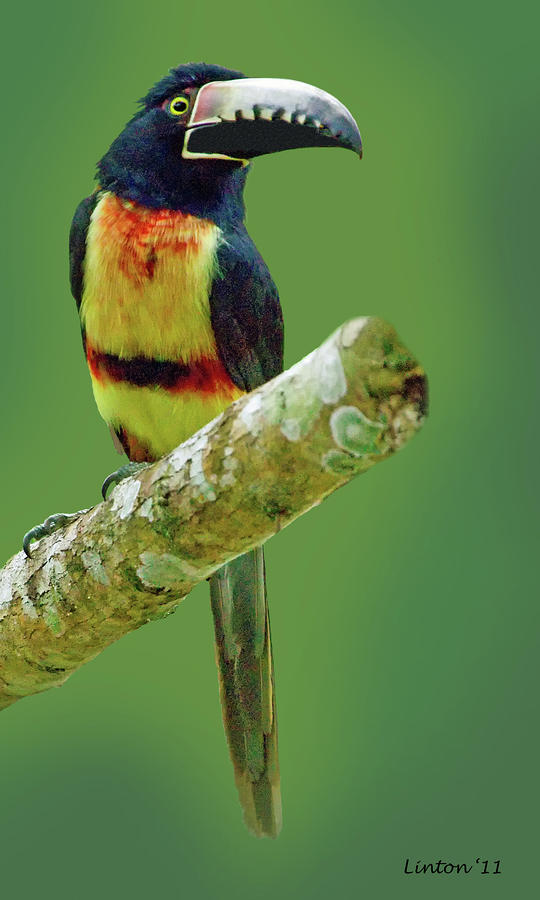 Collared Aracari 4 Photograph by Larry Linton