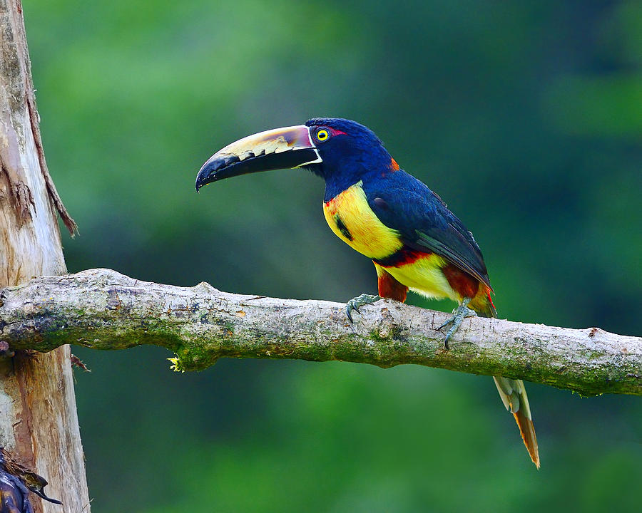 Toucan Photograph - Collared Aracari by Tony Beck