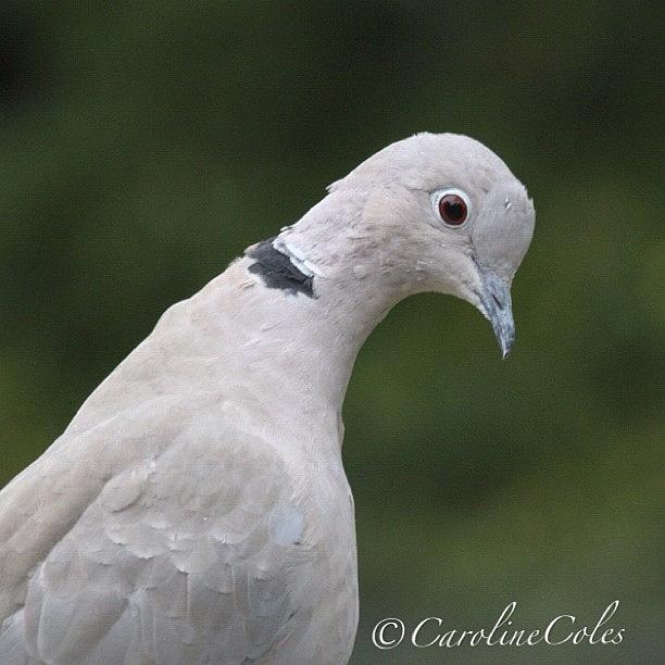 Ornithology Photograph - Collared Dove -neck Stretching! by Caroline Coles