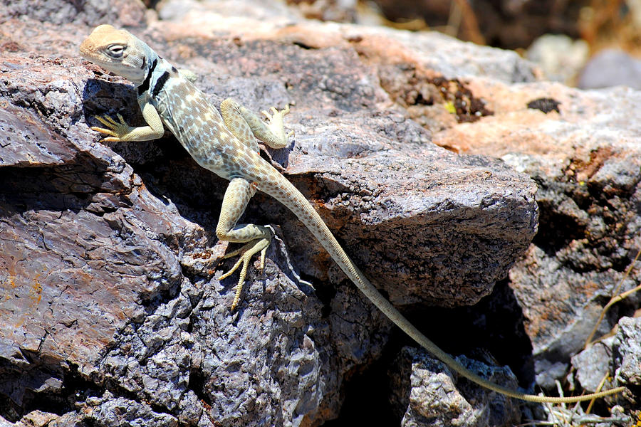 Reptile Photograph - Collared Lizard 2 by Sean McGuire