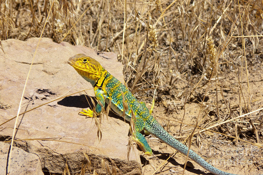 Collared Lizard Photograph by Bob and Nancy Kendrick