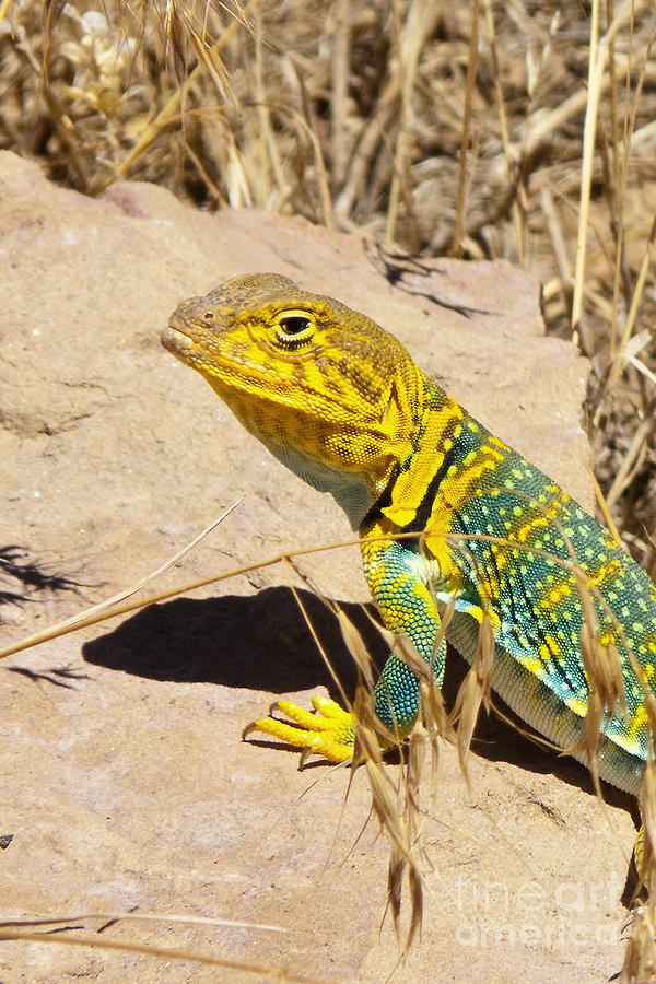 Collared Lizard Close up Photograph by Bob and Nancy Kendrick