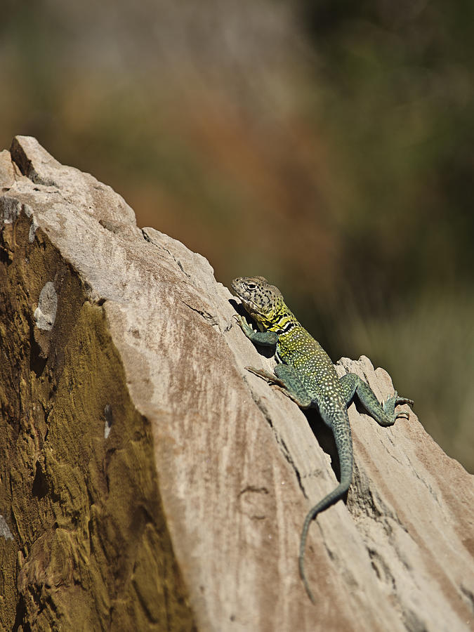 Collared Lizard Photograph by Melany Sarafis