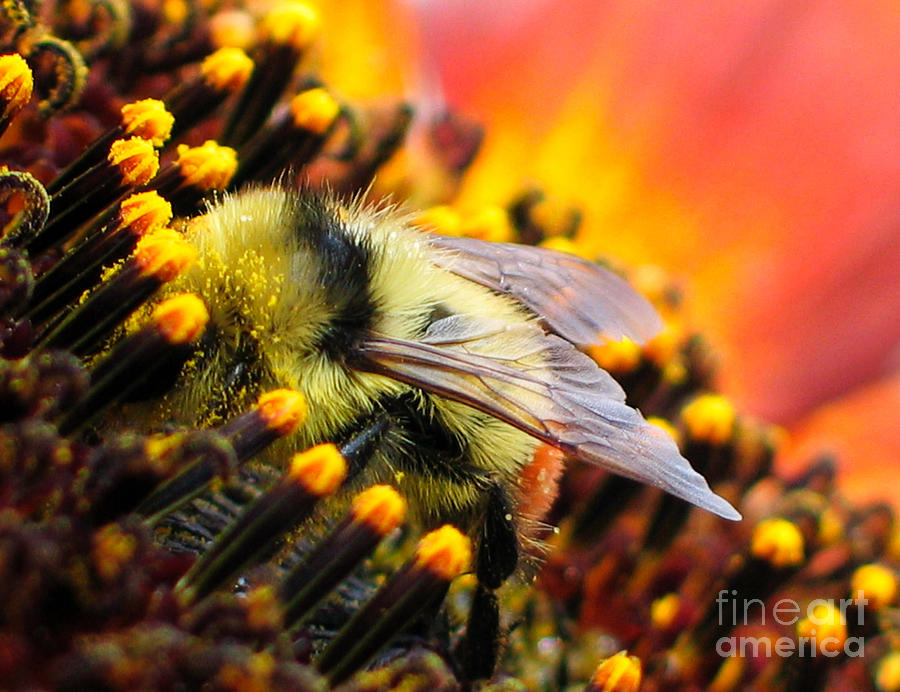 Collecting Pollen Photograph by Vivian Christopher