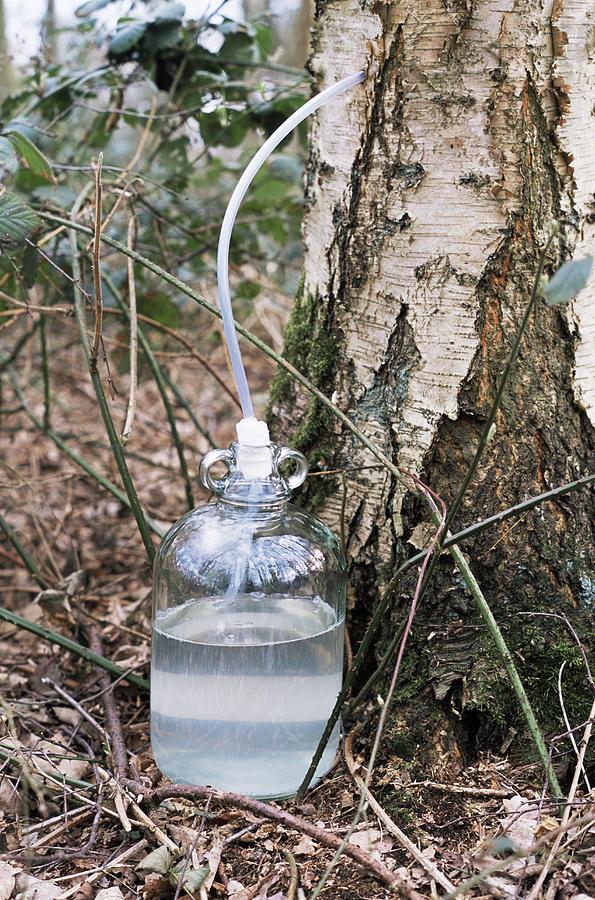 Collecting Sap From A Silver Birch Tree Photograph by Maxine Adcock