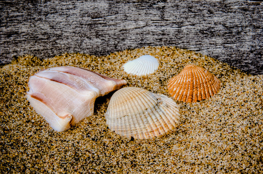 Virginia Beach Photograph - Collection of Shells by Dave Hahn
