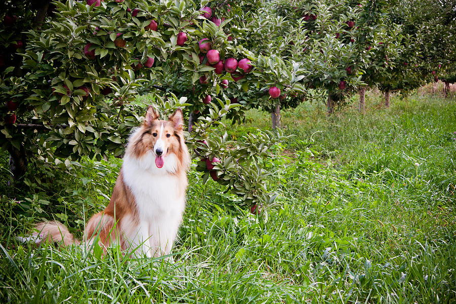 Collie and apples Photograph by Kelley Nelson