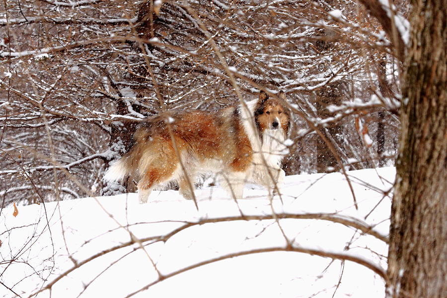 Collie in Snowy Woods Photograph by PJQandFriends Photography