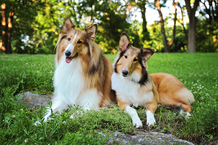 Collie sisters Photograph by Kelley Nelson