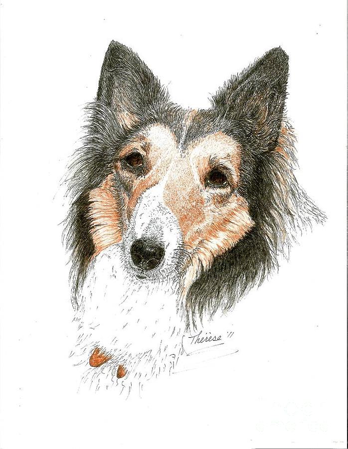 Collie Drawing by Bill Hubbard - Fine Art America