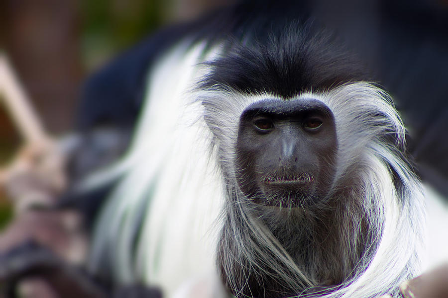 Colobus Monkey Photograph by Lynne Jenkins