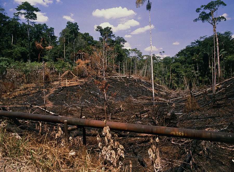 Colonisation Of The Amazonian Rainforest Photograph By Dr Morley Read ...