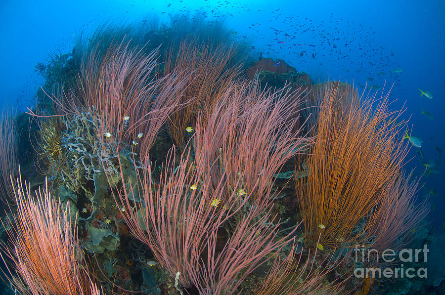 Colony Of Red Whip Fan Coral, Papua New Photograph by Steve Jones