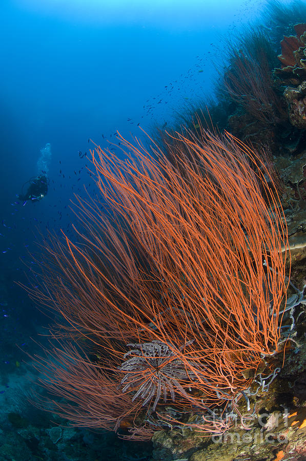 Colony Of Red Whip Fan Coral Photograph by Steve Jones