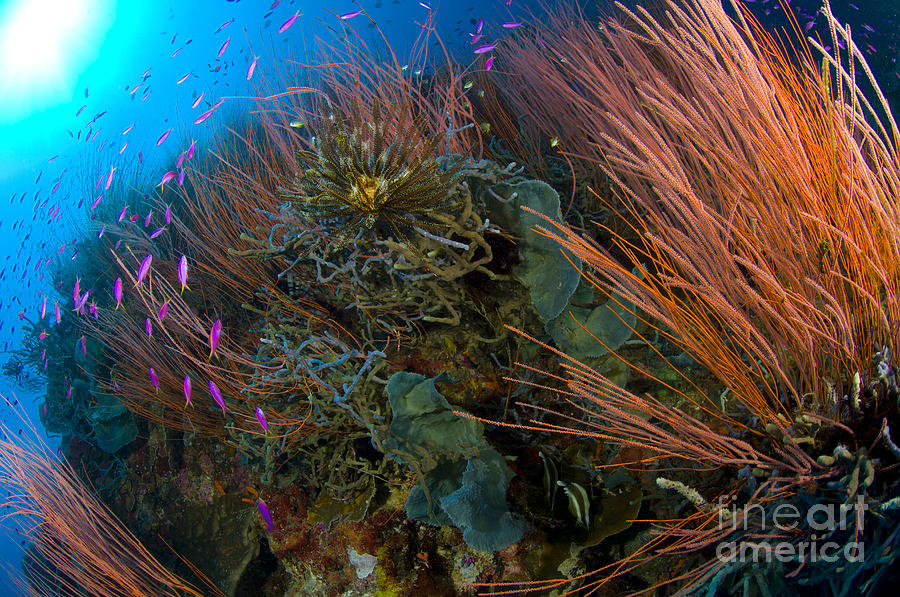 Colony Of Red Whip Fan Coral With Fish Photograph by Steve Jones