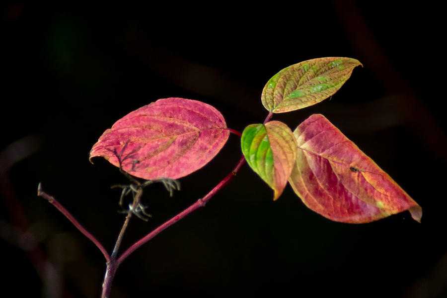 Color Coordination - Autumn Leaves Photograph by Bill Pevlor