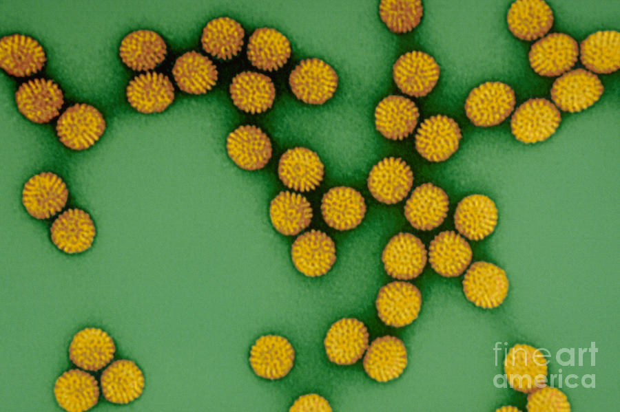 Color Enhanced Image Of Rotavirus Photograph by Science Source
