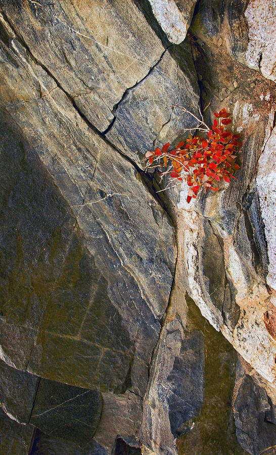 Color In The Rocks Photograph by James Steele