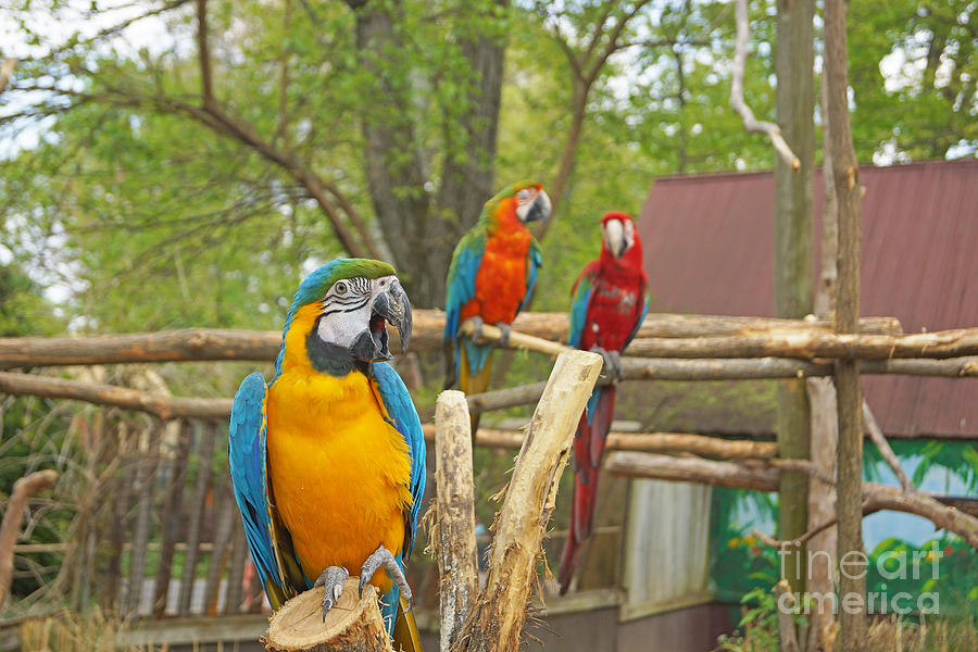 Color Of Parrots Photograph