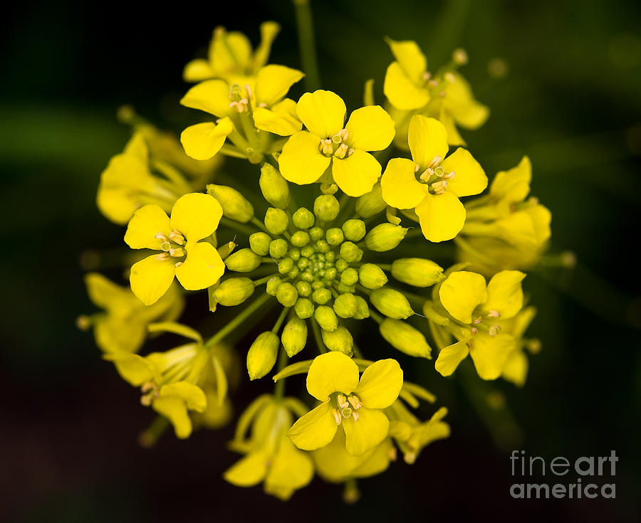 Color Of Yellow Photograph by Terry Elniski