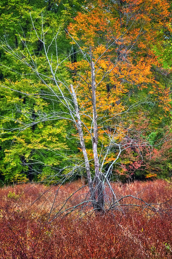 Tree Photograph - Color Palette by Michael Putnam