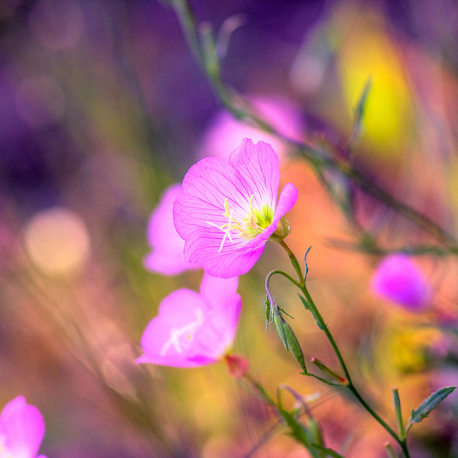 Flower Photograph - Color Pop by Joel Olives