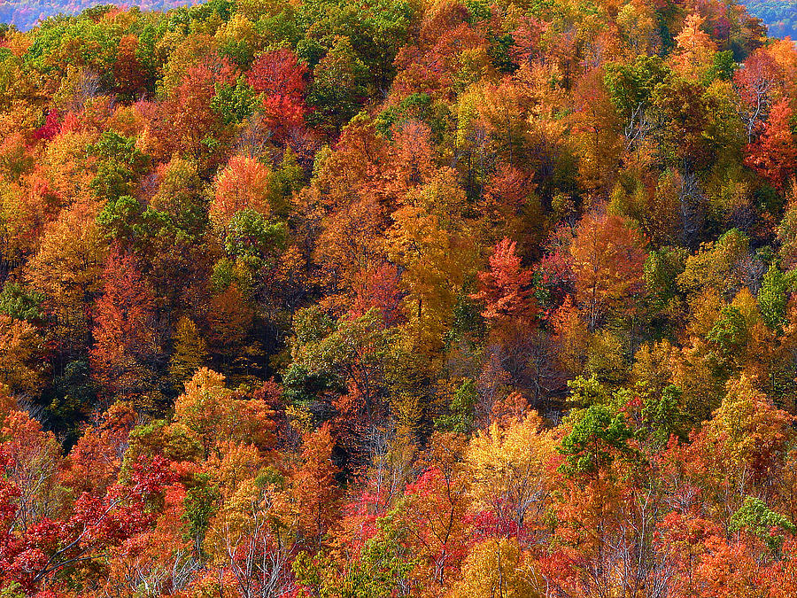 Color splash Photograph by Brian Stevens - Fine Art America