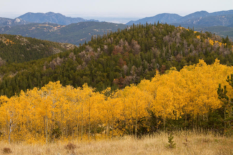 Nature Photograph - Colorado Aspen View Looking Out by James BO Insogna