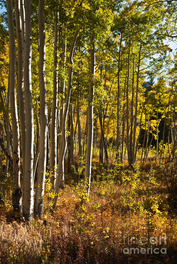 Colorado Aspens at Independence Pass Photograph by Harry Strharsky