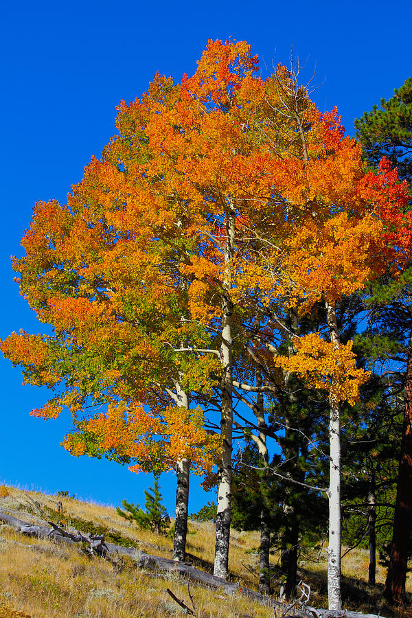 Fall Photograph - Colorado Aspens by Shane Bechler