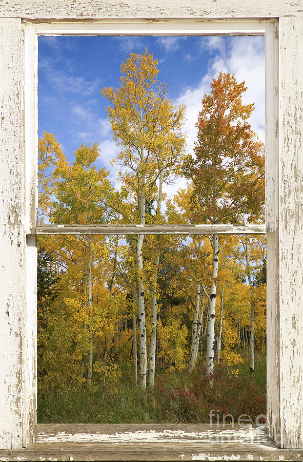 Colorado Autumn Aspens Picture Window View Photograph by James BO Insogna