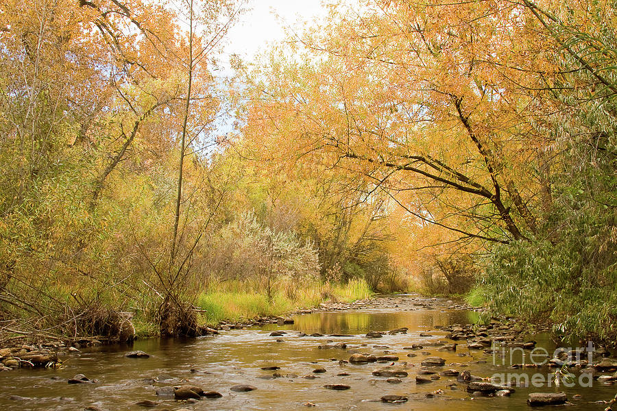 Colorado Autumn Creek Photograph by James BO Insogna - Fine Art America